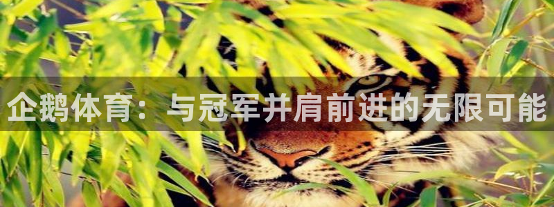 jrs直播低调看篮球直播：企鹅体育：与冠军并肩前进的无限可能