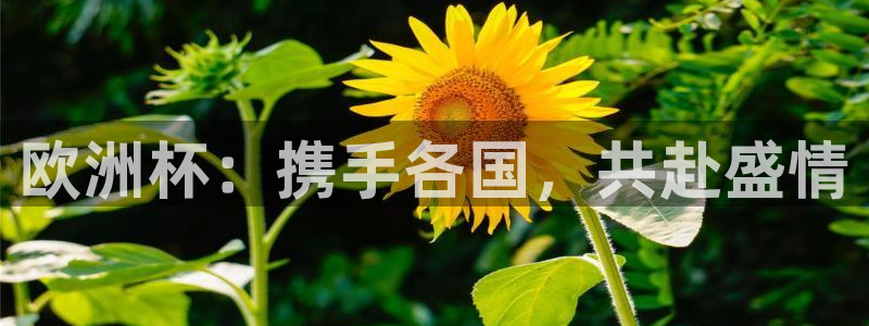 jrs直播网：欧洲杯：携手各国，共赴盛情